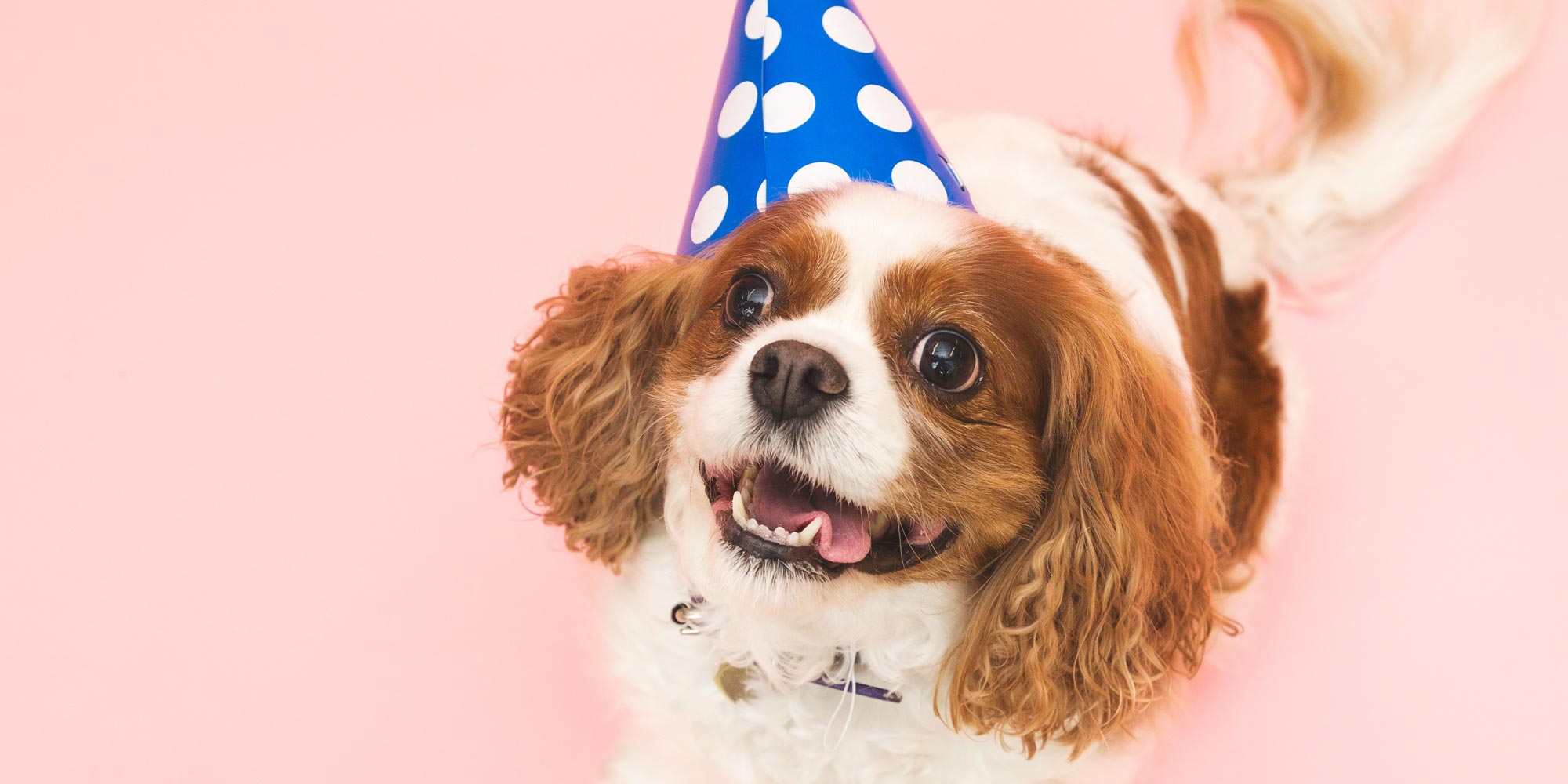 ペットをお連れのお客様向けのご案内